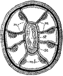 "Transverse section of an Alcyonarian zooid. mm, mesenteries; mb, muscle banners; sc, sulcus; st, stomodaeum." &mdash;Encyclopedia Britannica, 1910