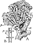 "A Skeleton of a young colony of <em>Tubipora purpurea</em>. st, stolon; p, platform. B, Diagrammatic longitudinal section of a corallite, showing two platforms, p, and simple and cup-shaped tabulae, t." &mdash;Encyclopedia Britannica, 1910