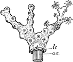 "Portion of a colony of <em>Corallium rubrum</em>, showing expanded and contracted zooids. In the lower part of the figure the cortex has been cut away to show the axis, ax, and the longitudinal canals, lc, surrounding it." &mdash;Encyclopedia Britannica, 1910