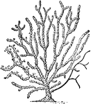 "The Sea-fan (<em>gorgonia cavolinii</em>)." &mdash;Encyclopedia Britannica, 1910