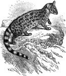 "A genus of carnivorous mammals belonging to the Viverridae or family of civets. It contains six species, all of which are found exclusively in Africa, with the exception of the common genet, which occurs also throughout the south of Europe and in Palestine, where Tristram notes it as occurring on Mount Carmel. The fur of this species is of a dark grey color, thickly spotted with black, and having a dark streak along the back, while the tail, which is nearly as long as the body, is prettily ringed with black and white." &mdash; Encyclopedia Britannica, 1893