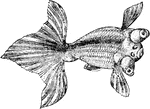 "In China and the warmer parts of Japan a fish extremely similar to the Crucian carp of Europe is of very common occurrence in ponds and other still waters. In the wild state its colors do not differ from those of a Crucian carp, and like that fish it is tenacious of life and easily domesticated. Albinos seem to be rather common and as in other fishes, the color of most of these albinos is a bright orange or golden yellow; occasionally even this shade of color is lost, the fish being more or less pure white or silvery." &mdash; Encyclopedia Britannica, 1893