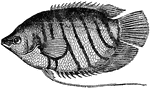 "Reputed to be one of the best-flavored freshwater fishes in the East Indian archipelago. Its original home is Java, Sumatra, Borneo, and several other East Indian islands, but thence it has been transported to and acclimatized in Penang, Malacca, Mauritius, and even Cayenne." &mdash; Encyclopedia Britannica, 1893