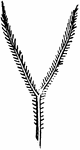 "Pistils of Grasses. Alopecurus." &mdash; Encyclopedia Britannica, 1893