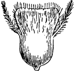 "Pistils of Grasses. Bromus." &mdash; Encyclopedia Britannica, 1893