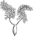 "Pistils of Grasses. Glyceria." &mdash; Encyclopedia Britannica, 1893