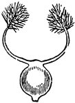 "Pistils of Grasses. Melica." &mdash; Encyclopedia Britannica, 1893