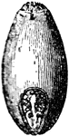 "A grain of wheat. Back view." &mdash; Encyclopedia Britannica, 1893