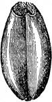"A grain of wheat. Front view." &mdash; Encyclopedia Britannica, 1893