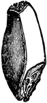 "A grain of wheat. Vertical section, showing (b) the endosperm, and (a) embryo." &mdash; Encyclopedia Britannica, 1893