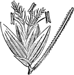 "Panicacae. Spikelet of Setaria, with an abortive branch beneath it." &mdash; Encyclopedia Britannica, 1893