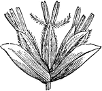 "Phalarideae. Spikelet of Hierochloe." &mdash; Encyclopedia Britannica, 1893