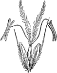 "Phalarideae. Spikelet of Anthoxanthum." &mdash; Encyclopedia Britannica, 1893