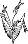 "Poaceae. Spikelet of Agrostis." &mdash; Encyclopedia Britannica, 1893