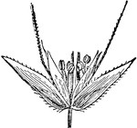 "Poaceae. Spikelet of Aira." &mdash; Encyclopedia Britannica, 1893