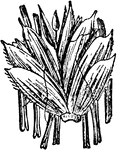 "Poaceae. Spikelet of Triticum." &mdash; Encyclopedia Britannica, 1893