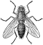 A fly which inhabits the lakes of western North America.