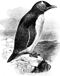 A penguin perched on a rock.