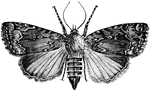 A moth whose larva feeds mostly on grape vines.