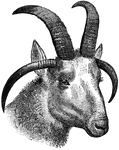 A sheep having four horns.