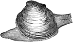 The large round edible clam of the Atlantic Coast of the United States.