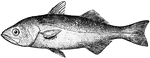 It is a food fish of good quality, but too small to be of much economic importance, reaching a length of only eight inches and a weight of half a pound. The body is compressed and covered with rather large deciduous scales.