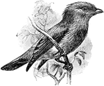 A fruit crow.