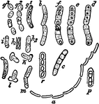 "a, a chain of motile rodlets still growing and dividing (bacilli). b, a pair of bacilli actively growing and dividing. p, a rodlet in this condition (but divided into four segments) after treatment with alcoholic iodine solution. c, d, e, f, successive stages in the development of the spores. r, a rodlet segmented in four, each segment containing one ripe spore. g2, g3, early stages in the germination of the spores (after being dried for several days); h1, h2, i, k, l and m, successive stages i, the germination of the spore." &mdash; Encyclopedia Britannica, 1910