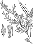 "<em>Bambusa arundinacea</em>, in Indian bamboo. 1. Leafy shoot. 2, Branch of inflorescence. 3, Spikelet. 4, Flower." &mdash; Encyclopediia Britannica, 1910