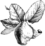 A pear shaped fruit.
