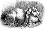 Wild rabbits are brownish in color with long erect ears.