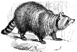 An animal about two feet long, stout body, bushy ringed tail, short limbs, pointed ears, broad face, and sharp snout. Usually washes its food before eating it.