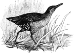 A dark colored bird with orange&mdash;brown legs and slim red bill.