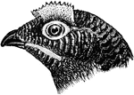 The head of a moorfowl.