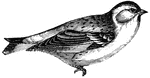 This finch, known as a siskin, has a melodious note, (Figuier, 1869).