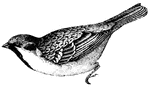 The House Sparrow is lively, pert, and cunning, the true gamin of the winged race,(Figuier, 1869).