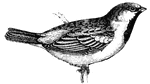 The House Sparrow is lively, pert, and cunning, the true gamin of the winged race,(Figuier, 1869).