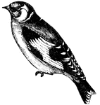 the goldfinch is exceedingly docile, easily tamed and when raised as a cage-bird will readily become attached to those who take care of it, (Figuier, 1869).