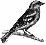 This finch, called a linnet, feeds primarily on hemp and linseed, hence its name, (Figuier, 1869).