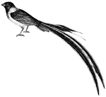 The long, drooping tail feathers of the male Whidah finch in the breeding season give them a singular appearance, (Figuier, 1869).