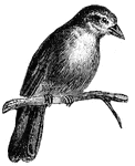 Java sparrows are eagerly sought for as pets, because of their brilliant plumage and the facility with which they learn innumerable tricks, (Figuier, 1869).