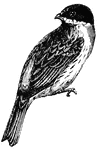 Buntings build their nests on the ground, or on low bushes, and in this deposit four or five eggs, (Figuier, 1869).