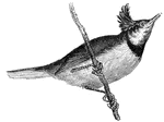 The tit is indeed the incarnation of motion; it is continually skipping from branch to branch...(Figuier, 1869).