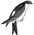 The swallows are recognized by their long, pointed wings, forked tail and excessively short tarsi. (Figuier, 1869).