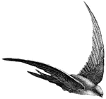 The Swallows are recognized by their long, pointed wings, forked tail and excessively short tarsi. (Figuier, 1869).