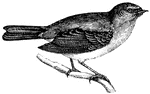 The Robin is lively, pert, pugnanious, cheerful and a universal friend. (Figuier, 1869)