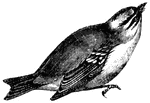 Like the Robin, the wren has become, in a sense, a sacred bird, and few venture to commit any outrage on the familiar little creature, (Figuier, 1869).