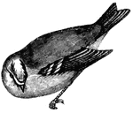 Like the Robin, the wren has become, in a sense, a sacred bird, and few venture to commit any outrage on the familiar little creature, (Figuier, 1869).