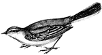 This wagtail is remarkable for the vibratory motion of their body while standing or walking, (Figuier, 1869).
