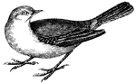 This wagtail is remarkable for the vibratory motion of their body while standing or walking, (Figuier, 1869).